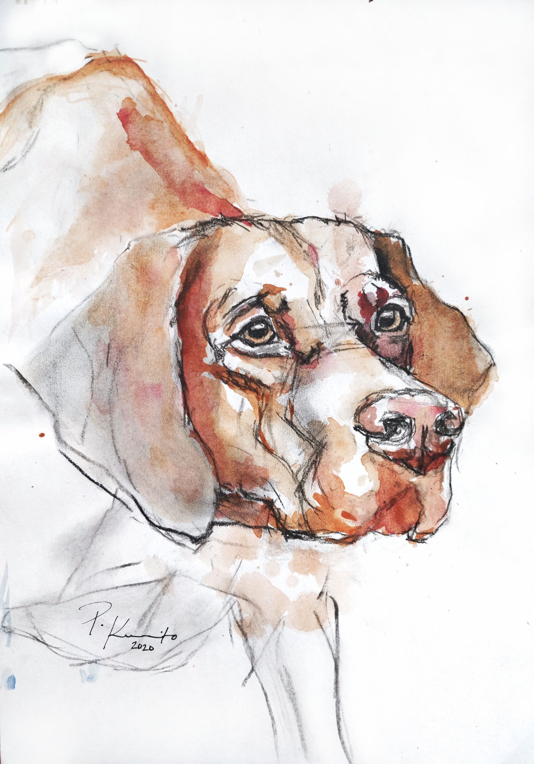 Lk. unkarinvizsla