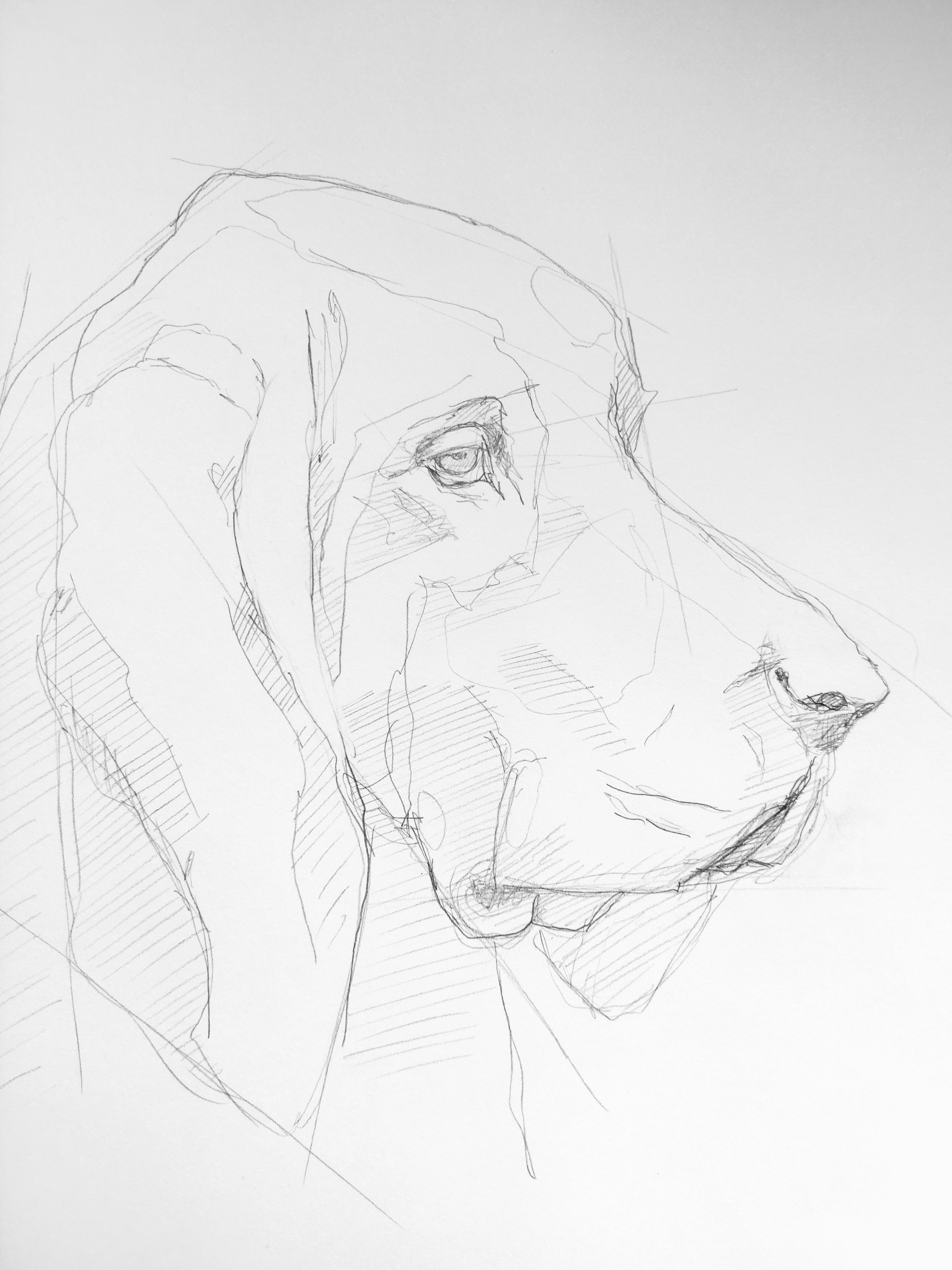 Bracco italiano