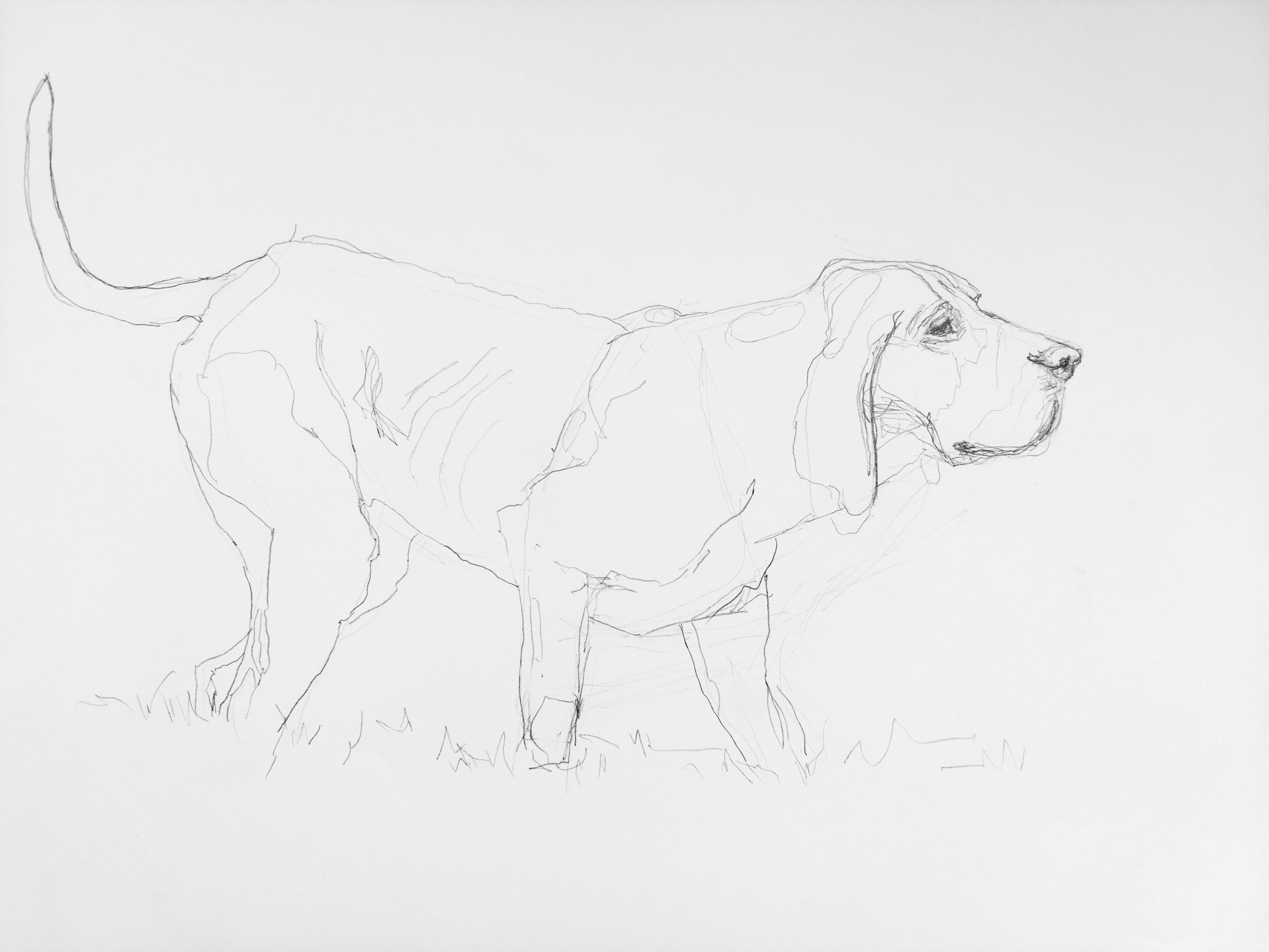 Bracco Italiano